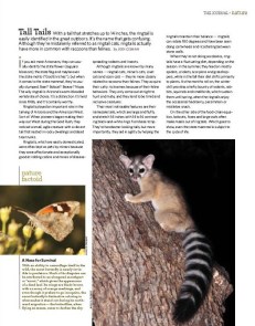 Ringtail